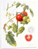 Tomatoes, 1994 by Margaret Ann Eden