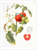 Tomatoes, 1994 by Margaret Ann Eden