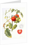 Tomatoes, 1994 by Margaret Ann Eden