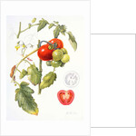 Tomatoes, 1994 by Margaret Ann Eden