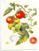 Tomatoes, 1994 by Margaret Ann Eden
