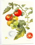 Tomatoes, 1994 by Margaret Ann Eden