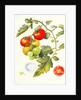Tomatoes, 1994 by Margaret Ann Eden