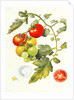 Tomatoes, 1994 by Margaret Ann Eden