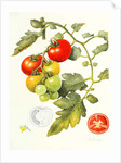 Tomatoes, 1994 by Margaret Ann Eden