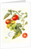 Tomatoes, 1994 by Margaret Ann Eden