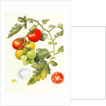 Tomatoes, 1994 by Margaret Ann Eden