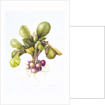 Miniature turnips, 1995 by Margaret Ann Eden