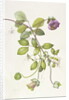 Cobea Scandens, 1995 by Margaret Ann Eden