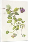 Cobea Scandens, 1995 by Margaret Ann Eden