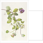 Cobea Scandens, 1995 by Margaret Ann Eden