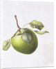 Bramley Apple, 1995 by Margaret Ann Eden