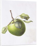 Bramley Apple, 1995 by Margaret Ann Eden