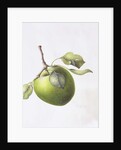 Bramley Apple, 1995 by Margaret Ann Eden