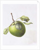 Bramley Apple, 1995 by Margaret Ann Eden