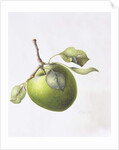 Bramley Apple, 1995 by Margaret Ann Eden