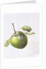 Bramley Apple, 1995 by Margaret Ann Eden