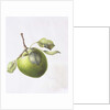 Bramley Apple, 1995 by Margaret Ann Eden