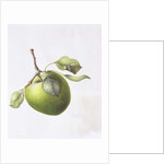 Bramley Apple, 1995 by Margaret Ann Eden
