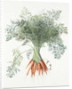 Carrots, 1995 by Margaret Ann Eden
