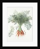 Carrots, 1995 by Margaret Ann Eden