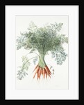 Carrots, 1995 by Margaret Ann Eden