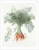 Carrots, 1995 by Margaret Ann Eden
