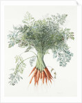 Carrots, 1995 by Margaret Ann Eden