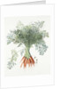 Carrots, 1995 by Margaret Ann Eden