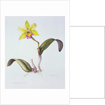 Brassolaeliocattleya Greenwich, Elmhurst by Margaret Ann Eden