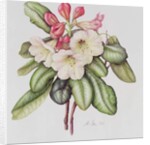 Rhododendron by Margaret Ann Eden