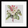 Rhododendron by Margaret Ann Eden