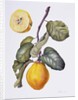 Quince by Margaret Ann Eden