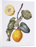 Quince by Margaret Ann Eden