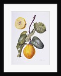 Quince by Margaret Ann Eden