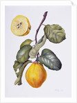 Quince by Margaret Ann Eden