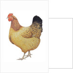 Chicken, 2012 by Eleanor Grafton