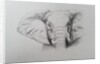 Elephant, 2011 by Eleanor Grafton
