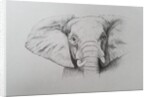 Elephant, 2011 by Eleanor Grafton