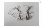 Elephant, 2011 by Eleanor Grafton