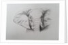 Elephant, 2011 by Eleanor Grafton