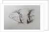 Elephant, 2011 by Eleanor Grafton