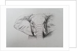 Elephant, 2011 by Eleanor Grafton