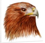 Golden Eagle, 2011 by Eleanor Grafton