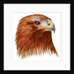Golden Eagle, 2011 by Eleanor Grafton