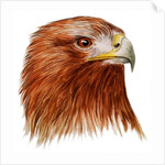 Golden Eagle, 2011 by Eleanor Grafton