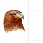 Golden Eagle, 2011 by Eleanor Grafton