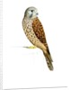 Kestrel, 2011 by Eleanor Grafton