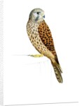 Kestrel, 2011 by Eleanor Grafton