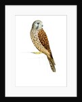 Kestrel, 2011 by Eleanor Grafton